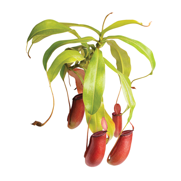 Nepenthes (TC)