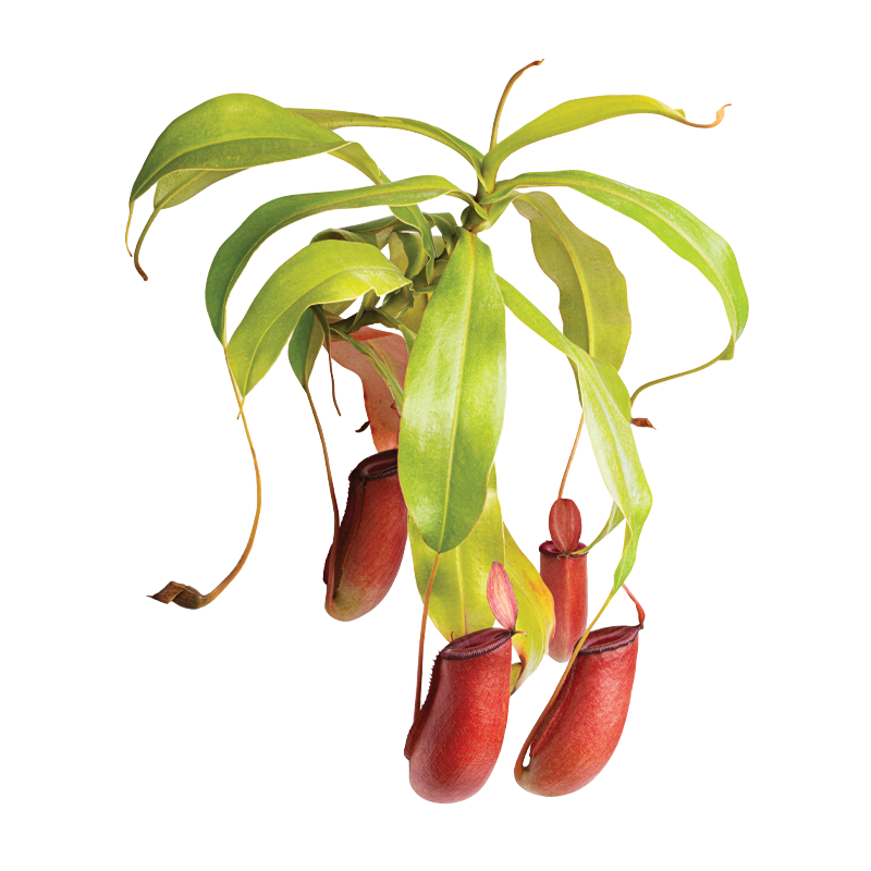 Nepenthes (TC)