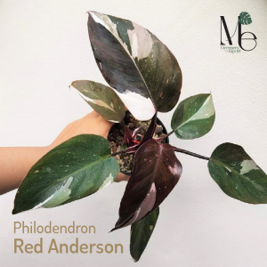 ฟิโลเดนดรอน เรดเอดิสัน (Philodendron Red Anderson)