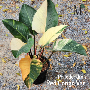 ฟิโลเดนดรอนเรดคองโกด่าง (Philodendron Red Congo Variegated)