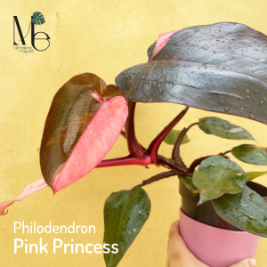 ฟิโลเดนดรอน พิงค์ปริ๊นเซส (Philodendron Pink Princess) 