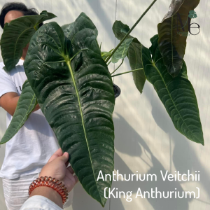 หน้าวัวคิง Anthurium Veitchii  (King Anthurium)