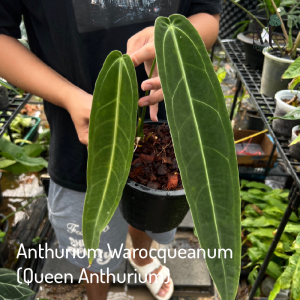 หน้าวัวควีน Anthurium Warocqueanum (Queen Anthurium)