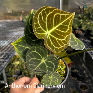  หน้าวัวหัวใจลาย Anthurium Clarinervium