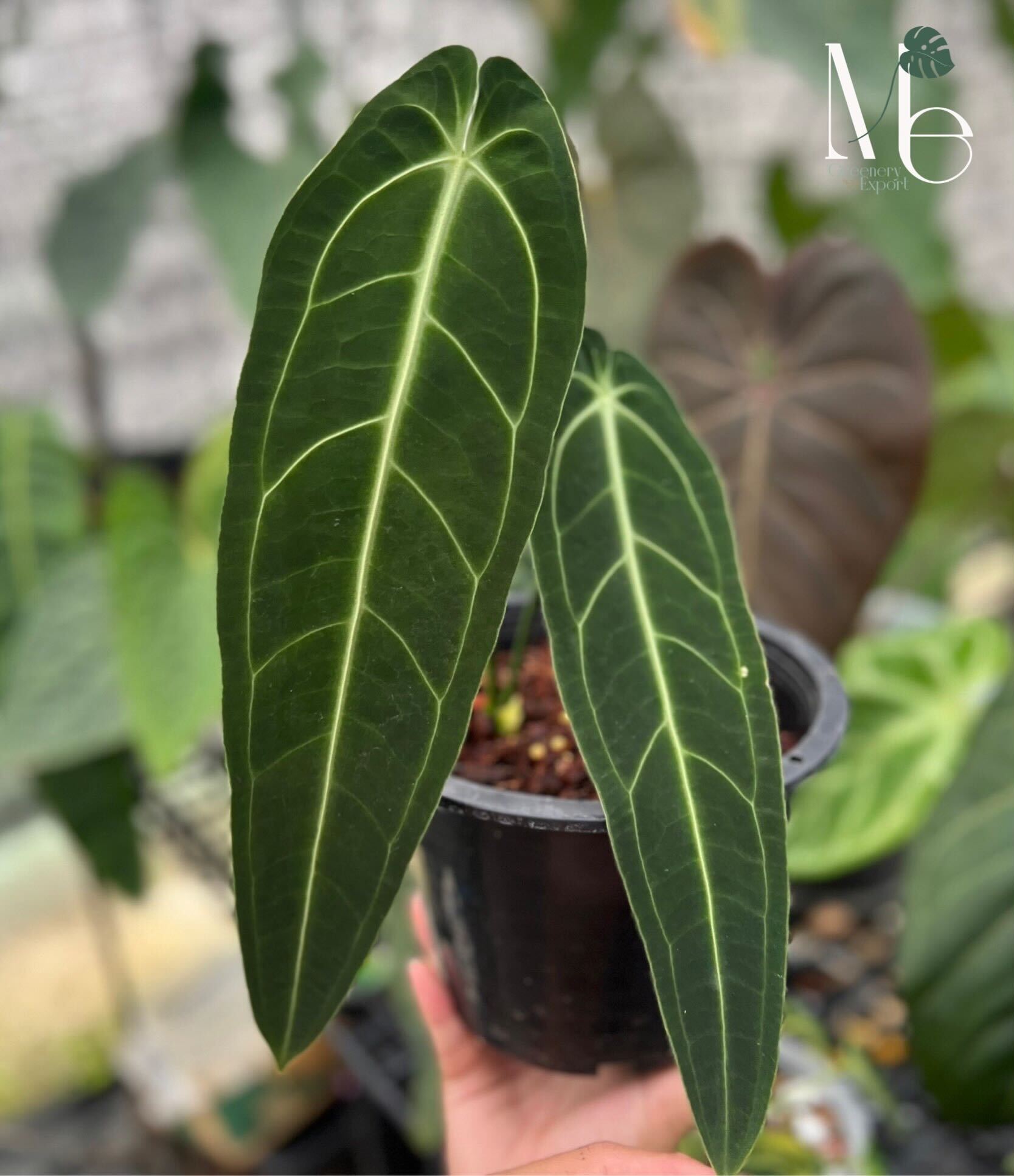 Anthurium Warocqueanum (Queen) - M.E. Greenery Export