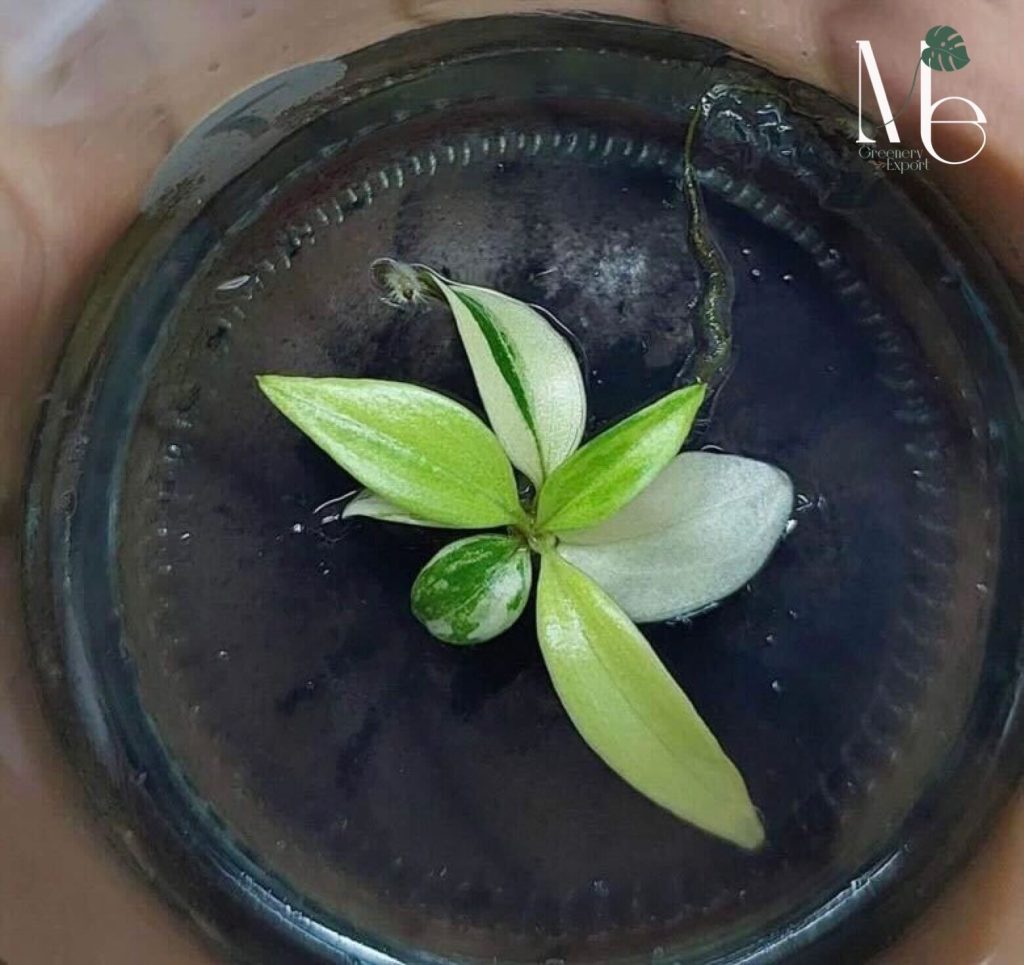 Philodendron Caramel Marble 100% Variegated (TC) - M.E. Greenery Export