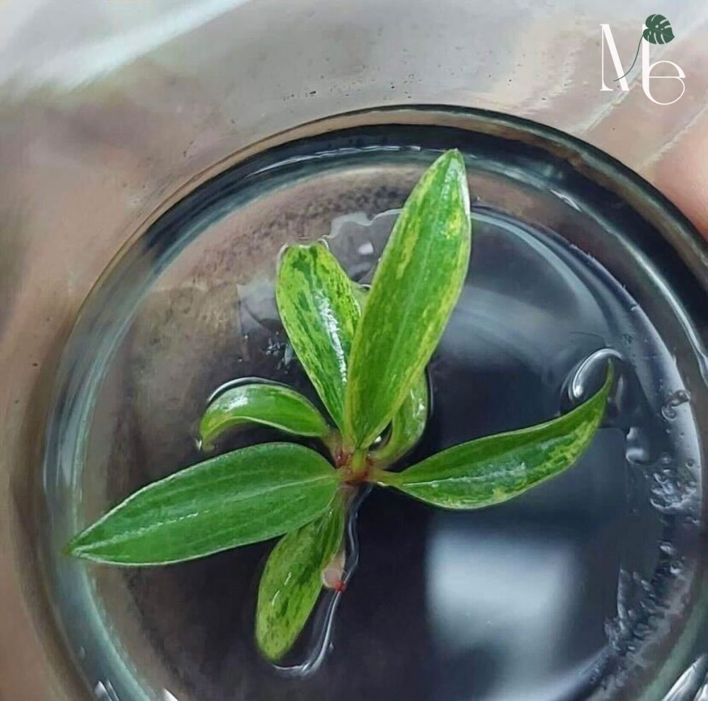 Philodendron Caramel Marble 100% Variegated (TC) - M.E. Greenery Export