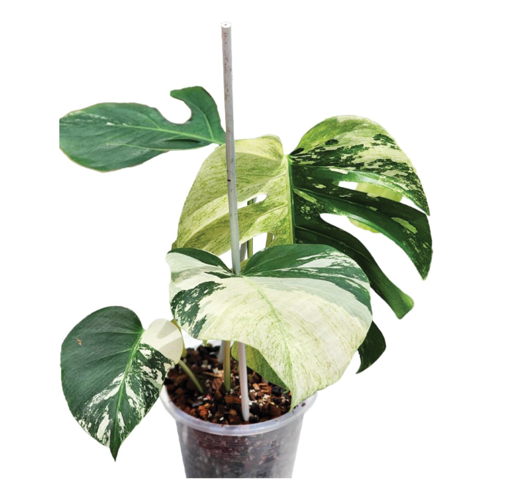 Monstera Mint 100% Variegated (TC)