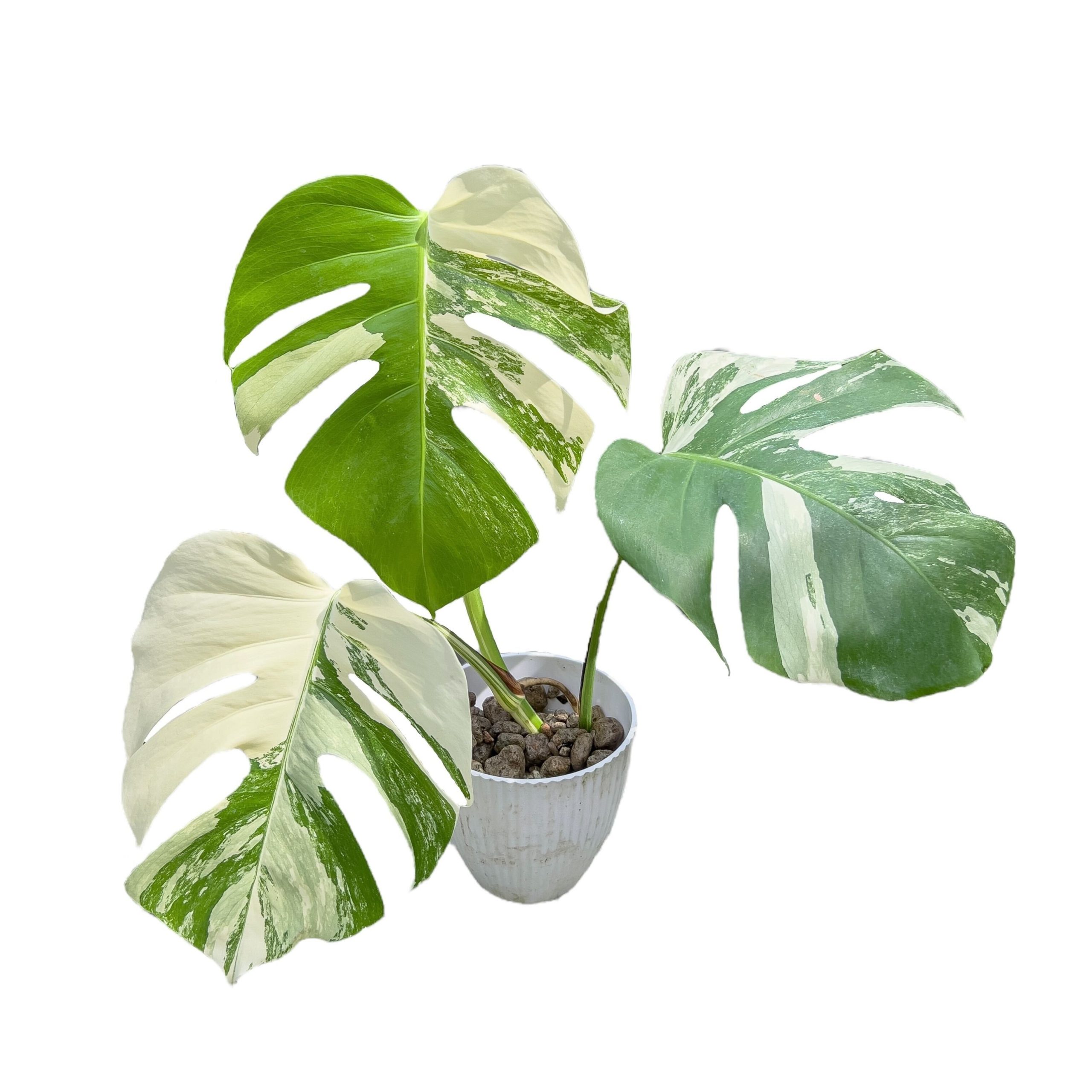 Monstera Borsigiana Albo 100% Variegated (TC)