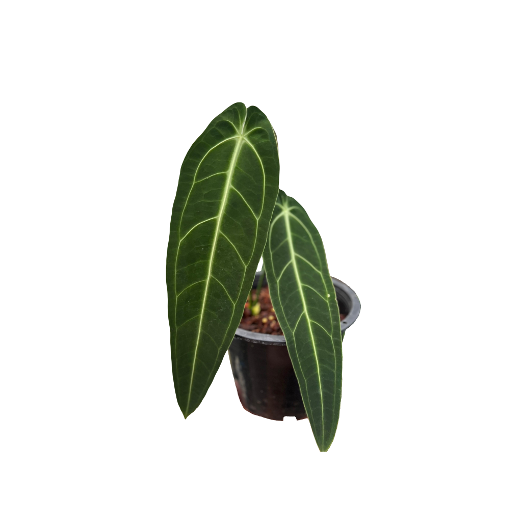 plants for cleaner indoor air Exotic Angel Clean Air Three Pack