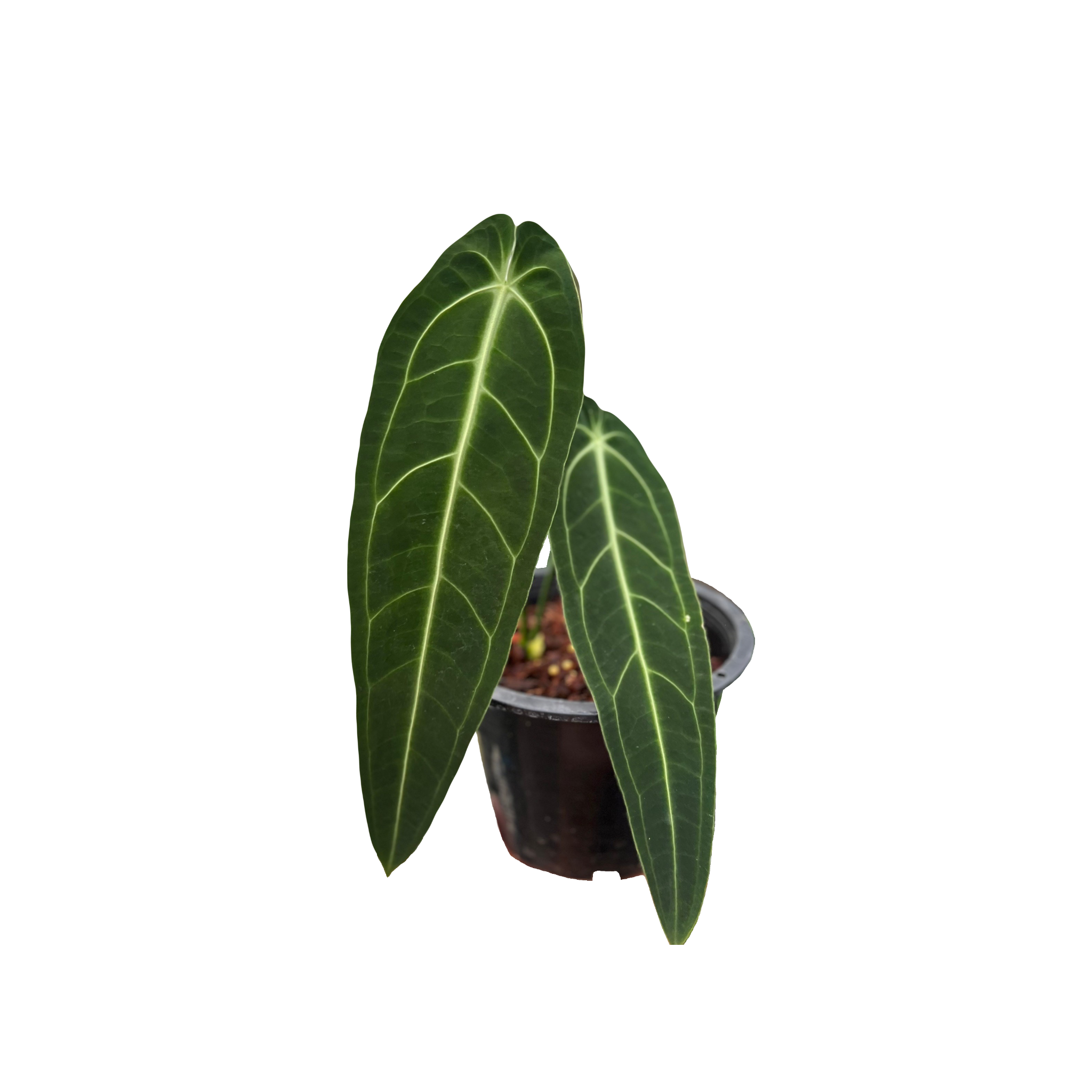 Anthurium Warocqueanum (Queen) - M.E. Greenery Export