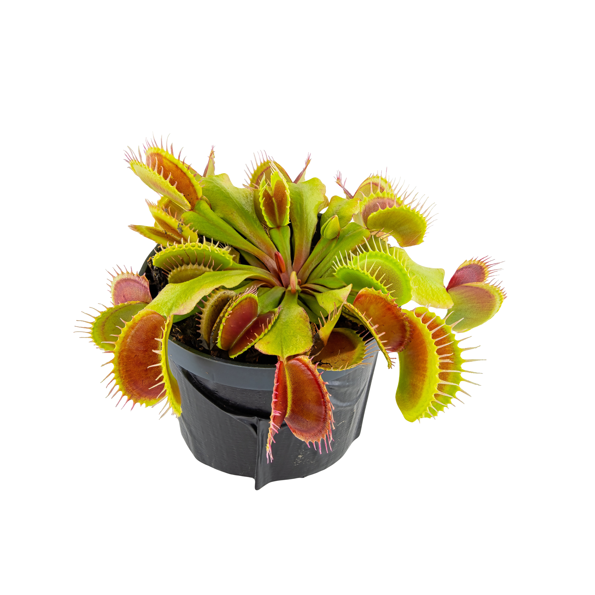 Venus Flytrap (TC)