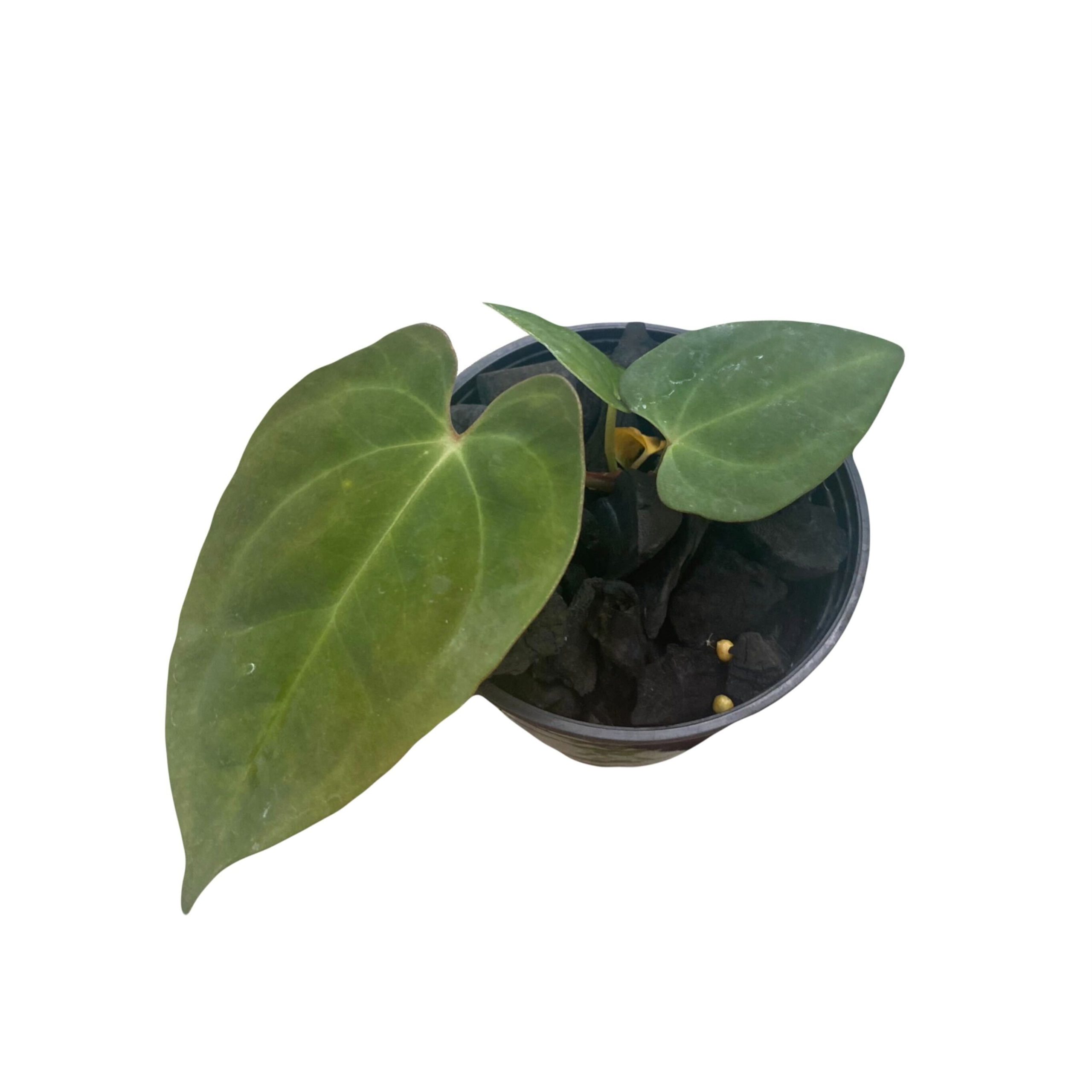 Anthurium Darkest Panama