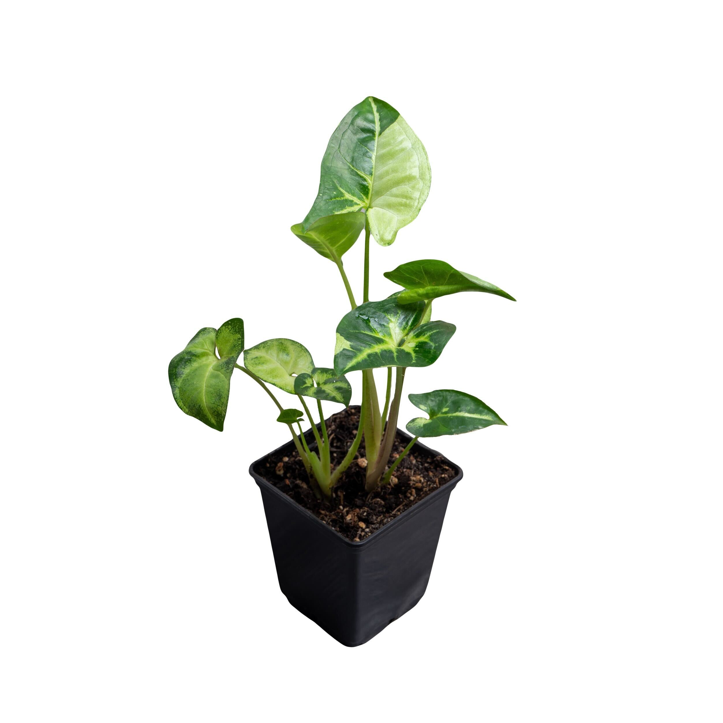 Syngonium Panda (TC)