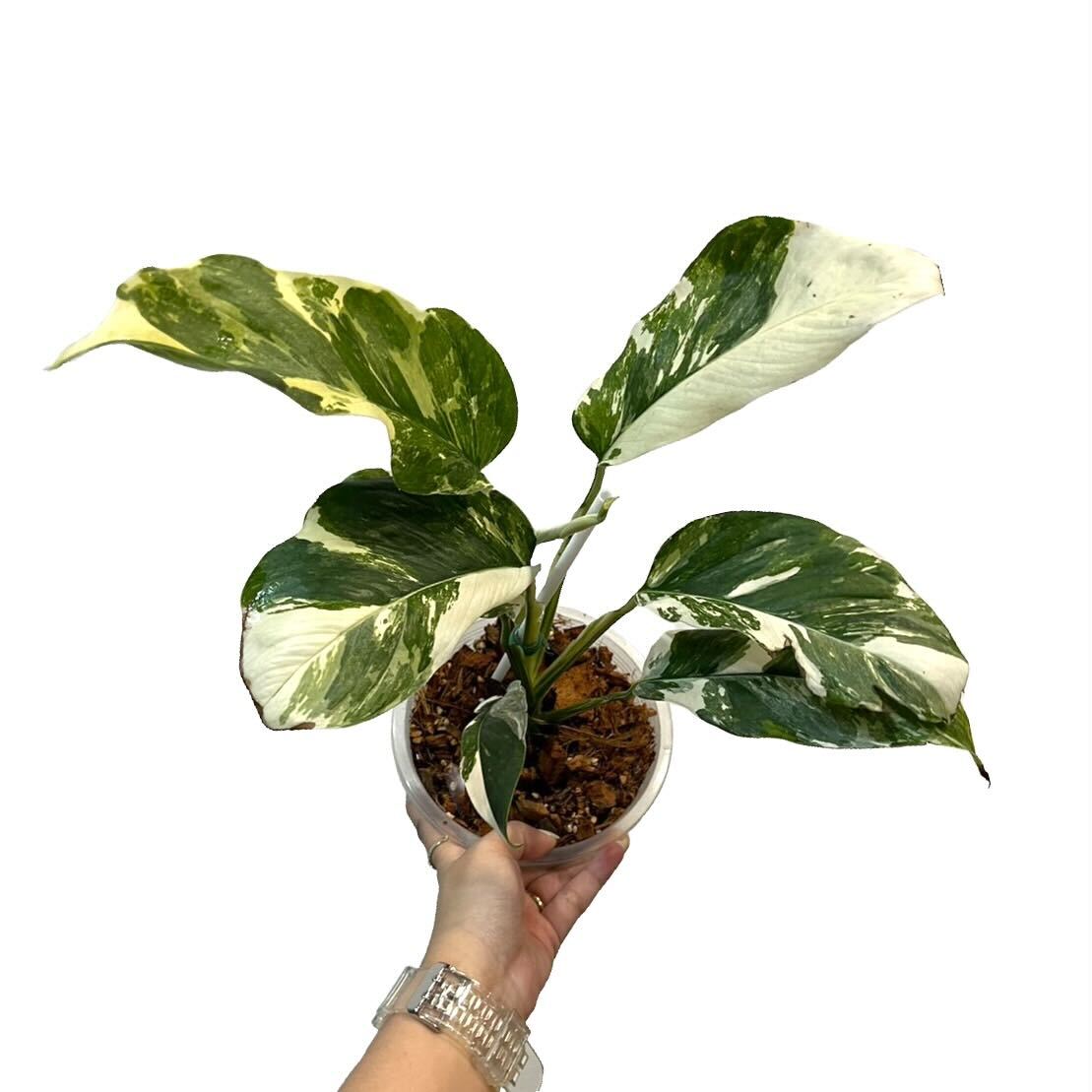 Monstera Lechleriana Variegated