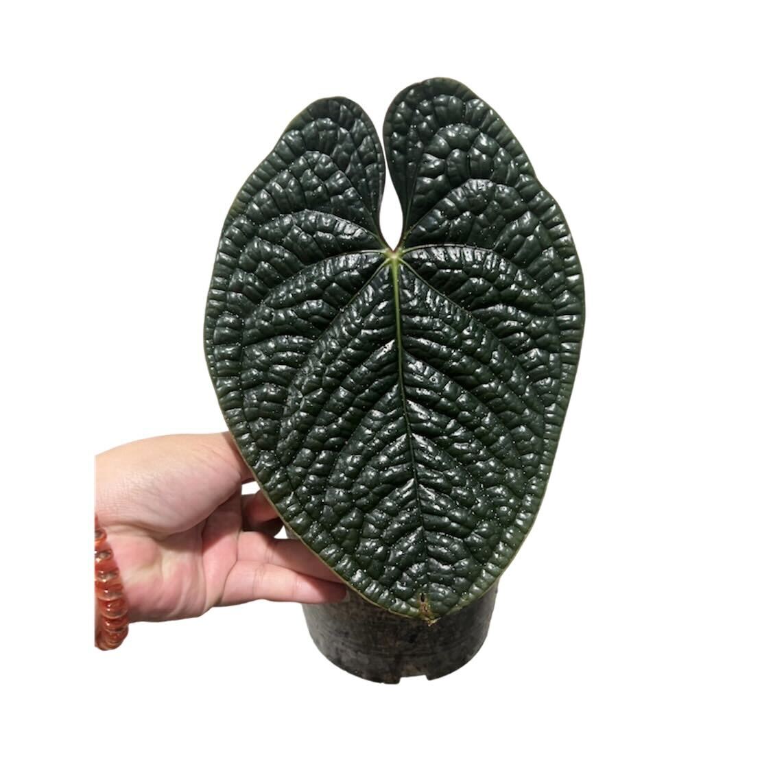 Anthurium Luxurians