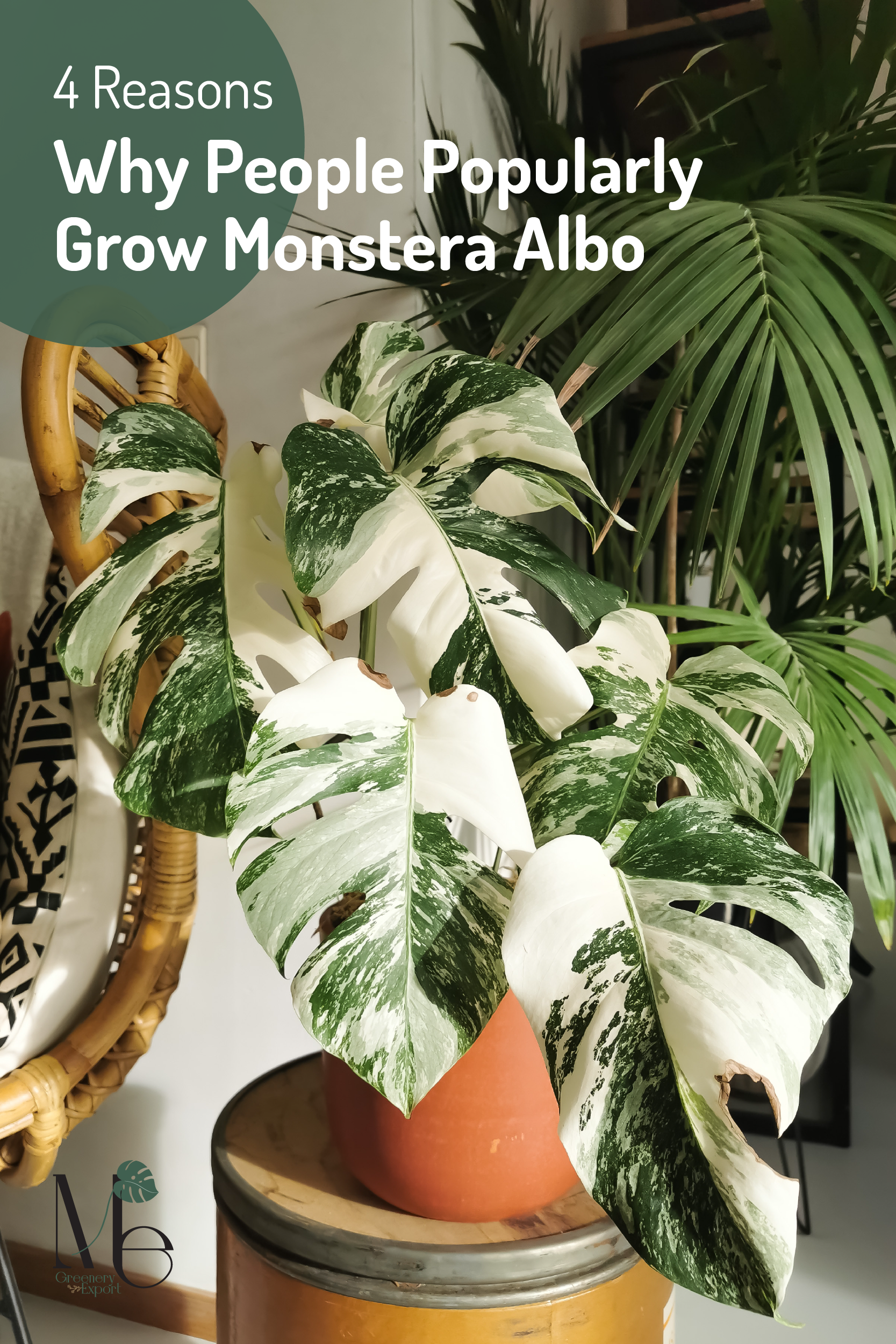 Monstera Albo Variegated