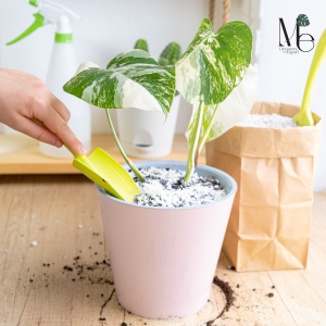 Monstera Albo Variegated