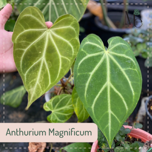 แอนทูเรียม แมกนิฟิคัม (Anthurium Magnificum)