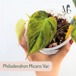 พลูสนิมด่าง (Philodendron Micans Variegated)