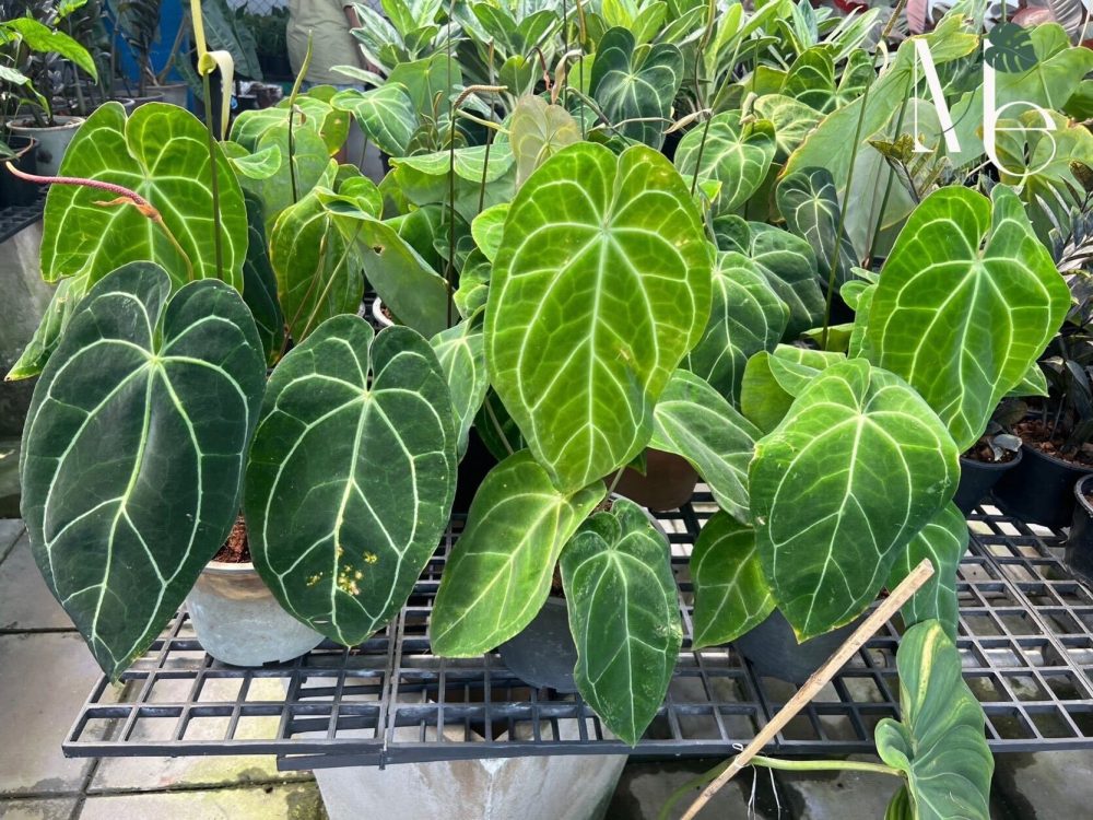 Anthurium Papillilaminum Hybrid M E Greenery Export