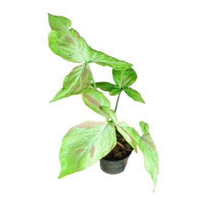 Syngonium Pink Salmon (TC)