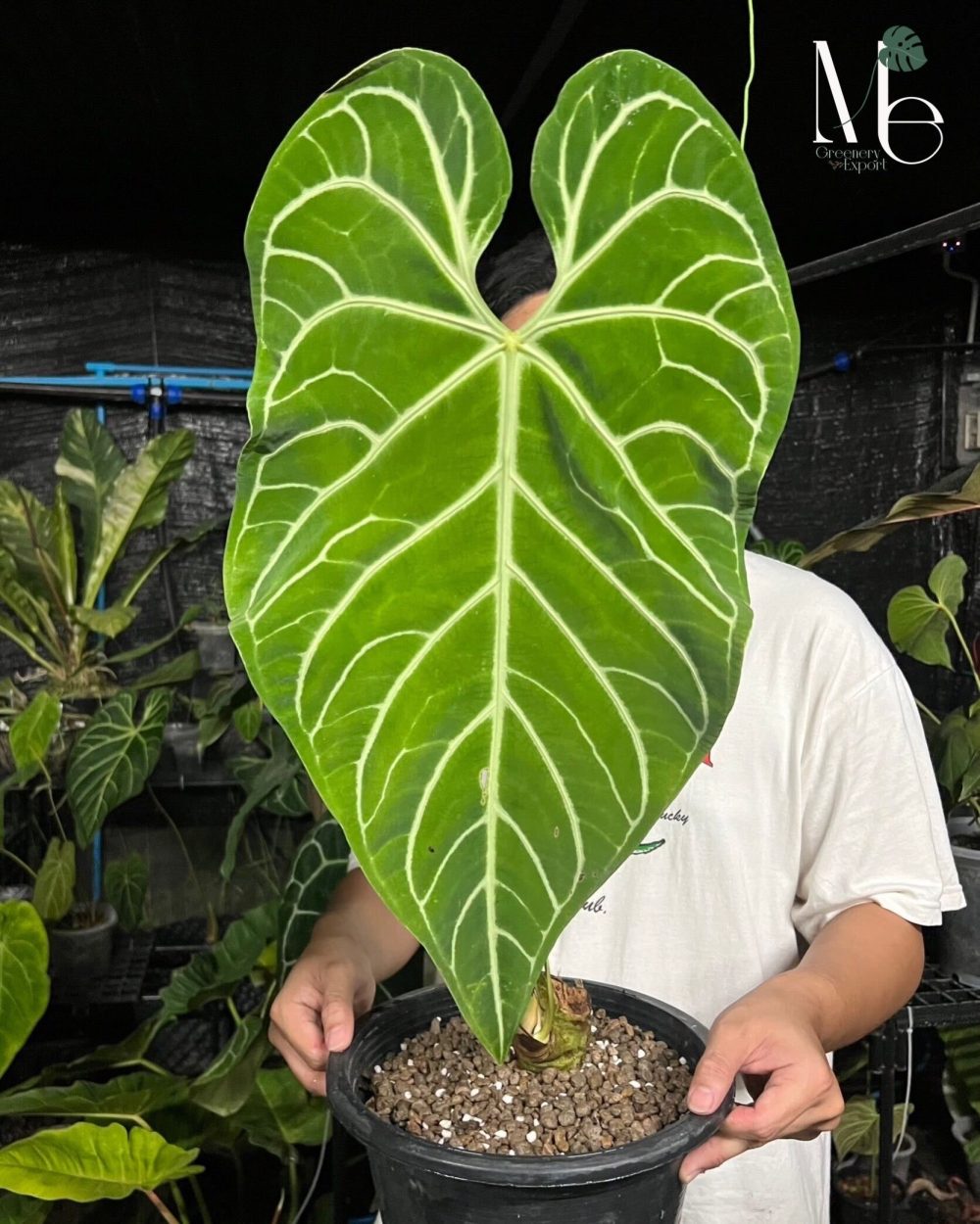 Anthurium Regale - M.E. Greenery Export