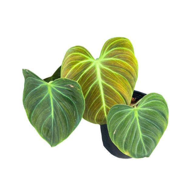 Philodendron El Choco Red