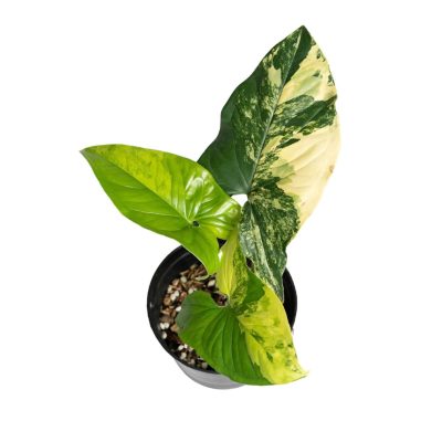 Syngonium Podophyllum Aurea Var. (TC)