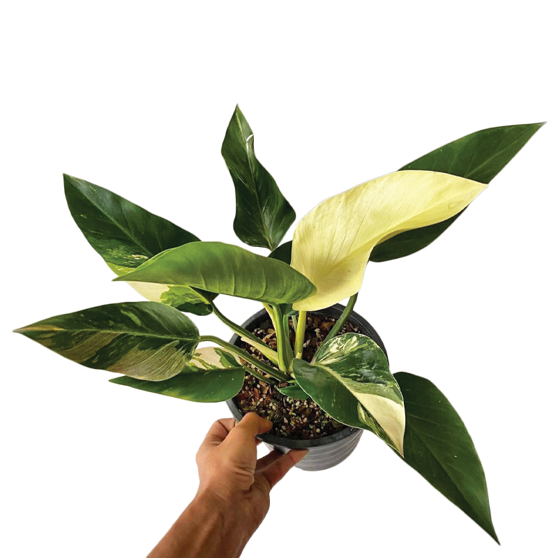 Philodendron Green Congo 100% Variegated (TC)