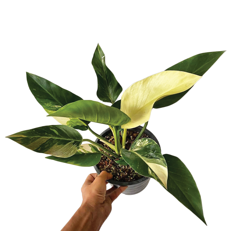 Philodendron deals green congo