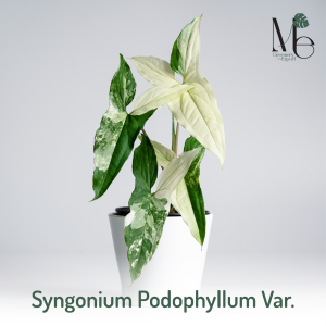 เงินไหลมาด่างขาว (Syngonium Podophyllum Variegated) 