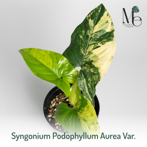 เงินไหลมาด่างเหลือง Syngonium Podophyllum Aurea Variegated 