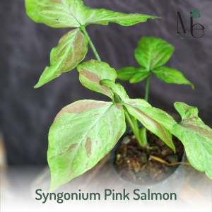 เงินไหลมาพิงค์แซลมอน (Syngonium Pink Salmon) 
