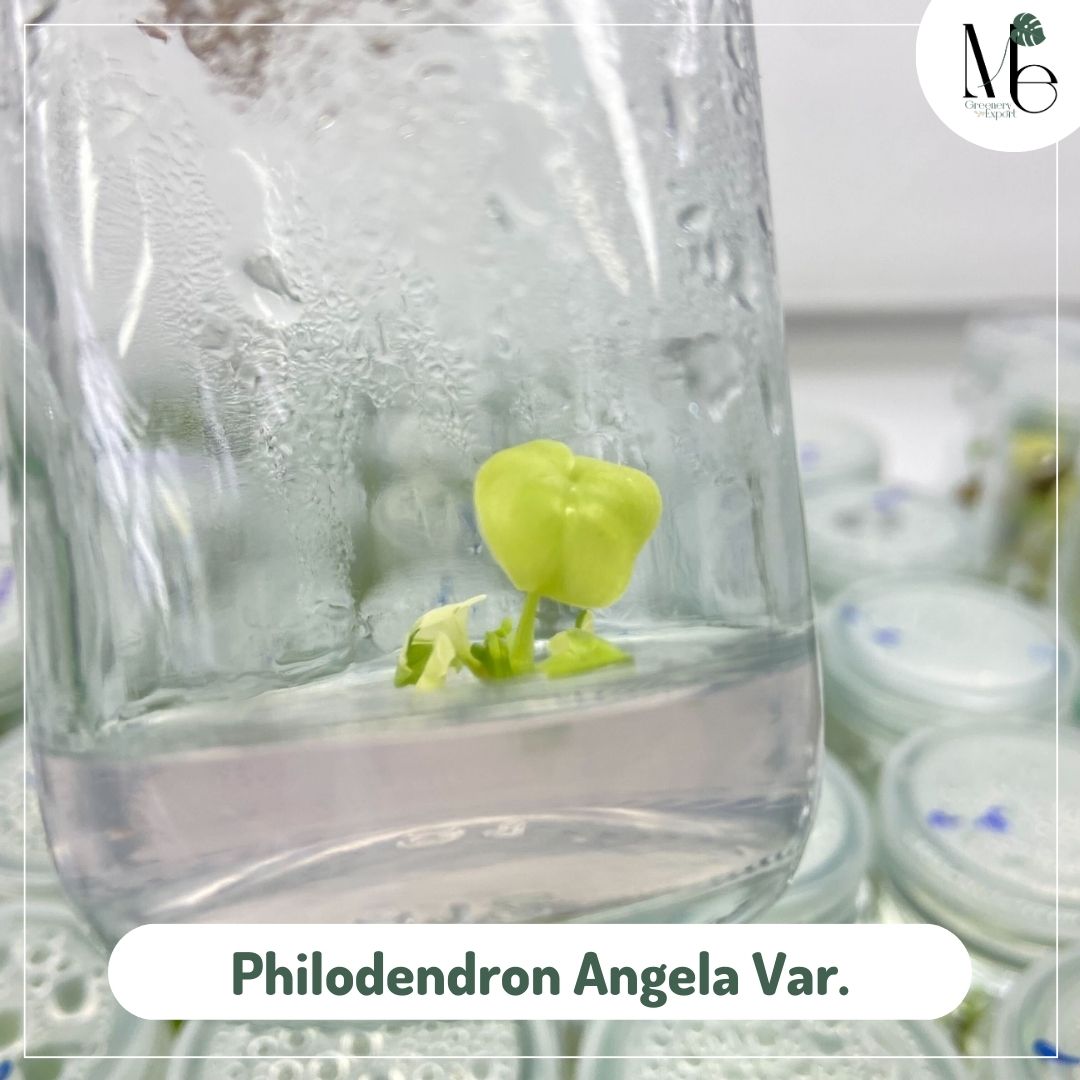 Philodendron Angela 100% Var. (TC)