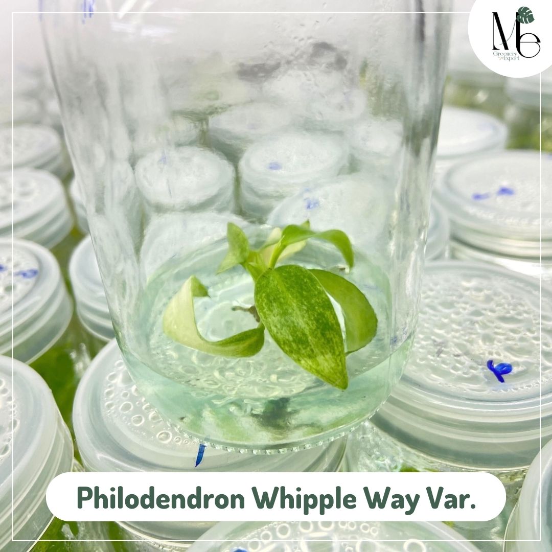 Philodendron Whipple Way 100% Var. (TC)