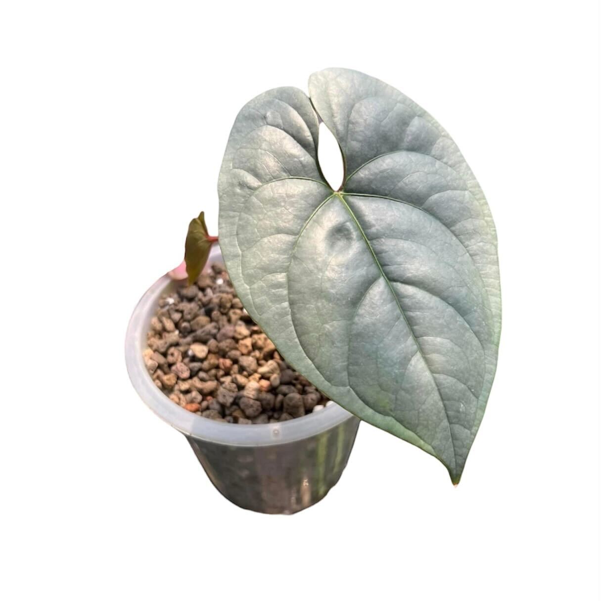 Anthurium Sp. Silver Peru