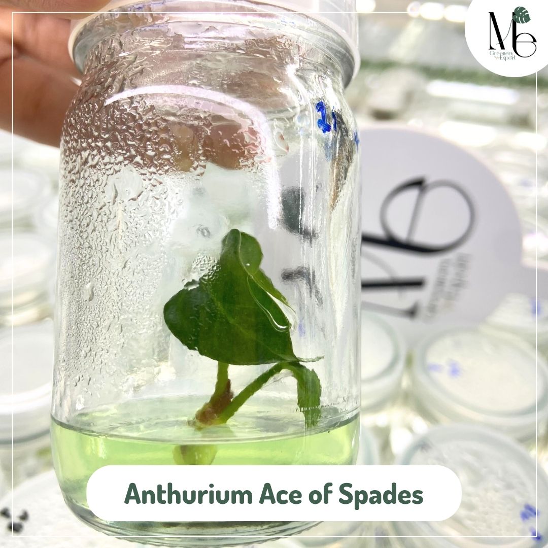 Anthurium Ace of Spades (TC)