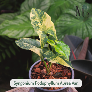 เงินไหลมาด่างเหลือง (Syngonium Podophyllum Aurea Var.)