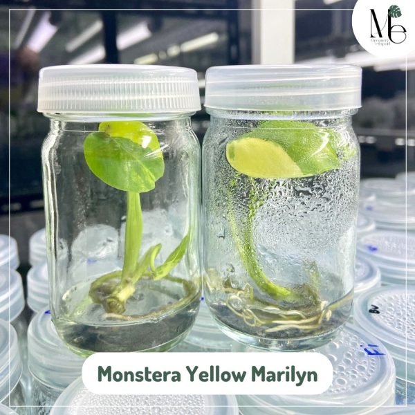 直営の通販サイトです 【超希少】Monstera Deliciosa yellow Marilyn ...