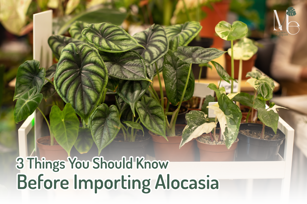 Import Alocasia