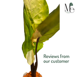 Import Alocasia