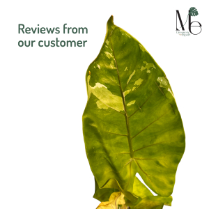 Import Alocasia