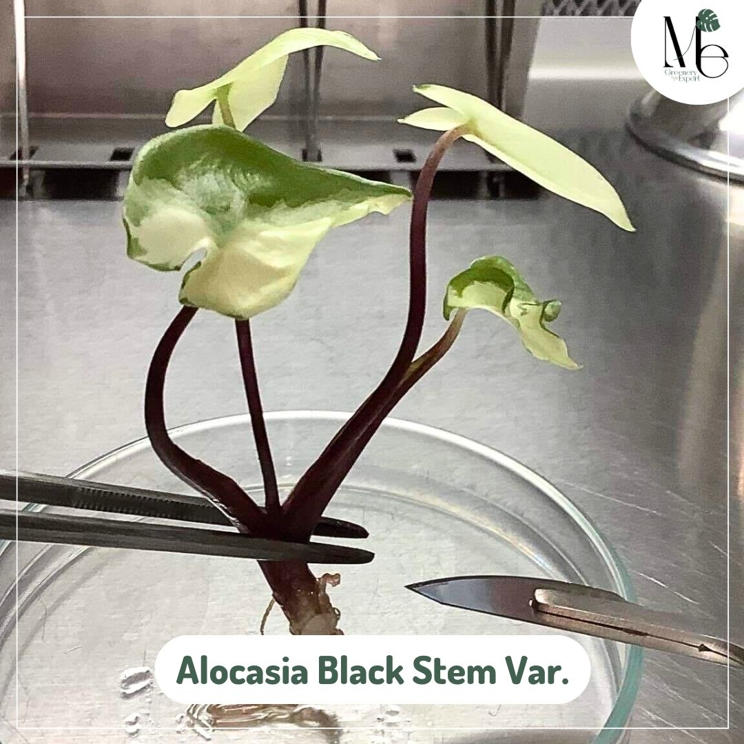 Alocasia Black Stem Variegated (TC)