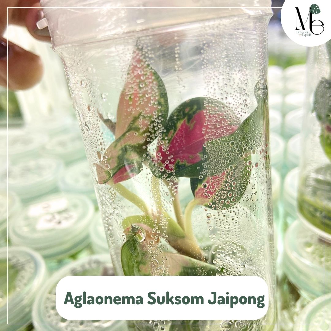 Aglaonema Suksom Jaipong (TC)