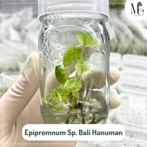 Epipremnum Sp. Bali Hanuman 100% Variegated (TC)