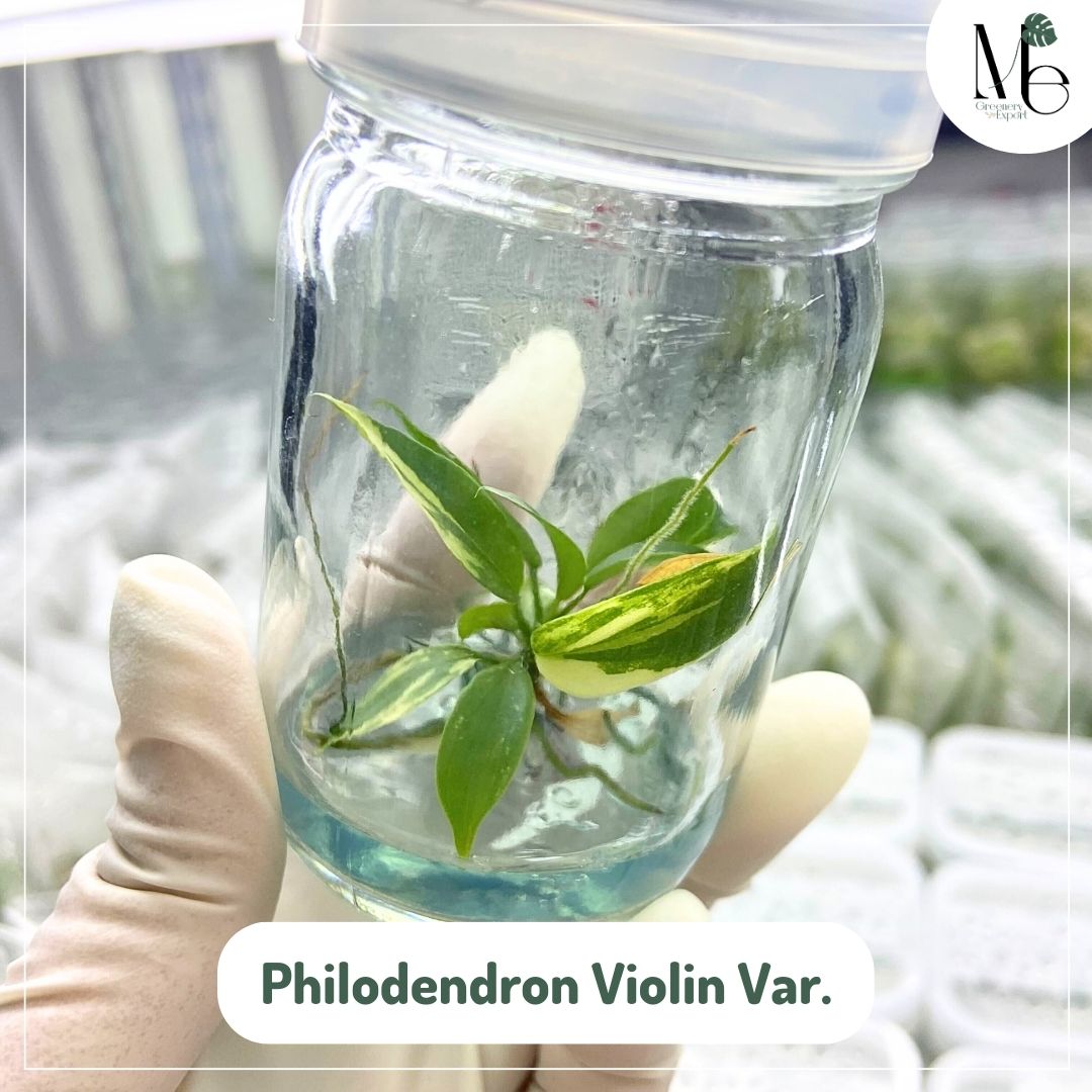 Philodendron Violin Variegated (TC)