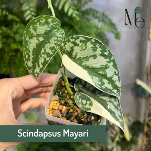 How to care for the Scindapsus pictus