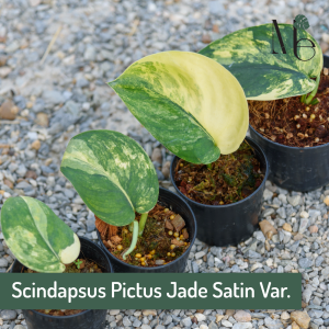 ซินแด็ปซัส เจดซาตินด่าง (Scindapsus Pictus Jade Satin Var.)