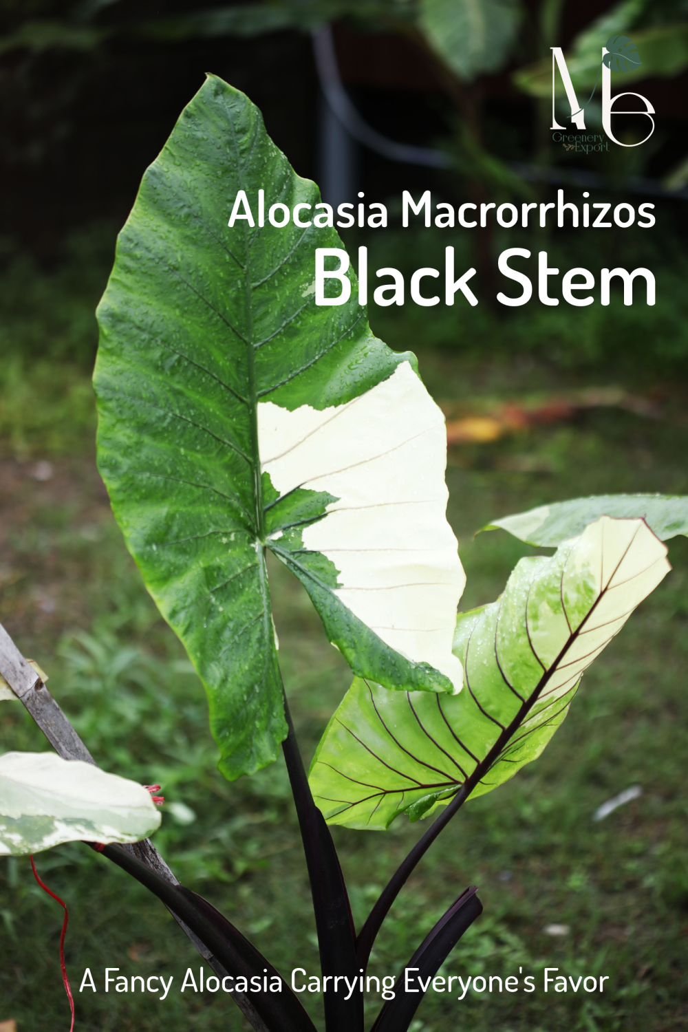 Alocasia Macrorrhizos Black Stem Variegated, a Fancy Alocasia Carrying ...